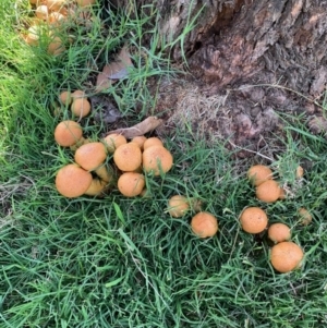 Gymnopilus junonius at Macgregor, ACT - 13 Apr 2019