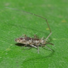 Collembola (class) (Springtail) at Acton, ACT - 14 Apr 2019 by TimL