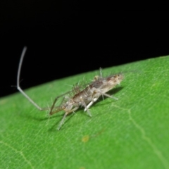 Collembola sp. (class) at Acton, ACT - 14 Apr 2019 02:02 PM