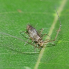 Collembola sp. (class) at Acton, ACT - 14 Apr 2019 02:02 PM