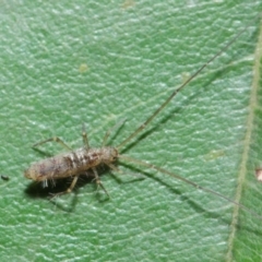 Collembola sp. (class) at Acton, ACT - 14 Apr 2019 02:02 PM