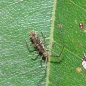 Collembola sp. (class) at Acton, ACT - 14 Apr 2019 02:02 PM