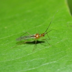 Miridae (family) (Unidentified plant bug) at ANBG - 14 Apr 2019 by Tim L
