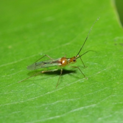 Miridae (family) (Unidentified plant bug) at Acton, ACT - 14 Apr 2019 by TimL