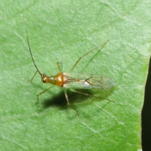 Miridae (family) at Acton, ACT - 14 Apr 2019 02:05 PM