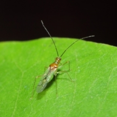 Miridae (family) at Acton, ACT - 14 Apr 2019 02:05 PM