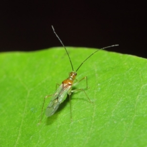 Miridae (family) at Acton, ACT - 14 Apr 2019 02:05 PM