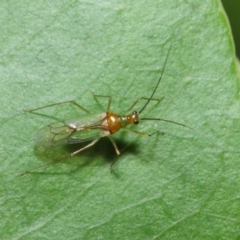 Miridae (family) at Acton, ACT - 14 Apr 2019