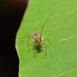 Miridae (family) at Acton, ACT - 14 Apr 2019 02:05 PM