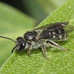 Lasioglossum (Chilalictus) sp. (genus & subgenus) (Halictid bee) at ANBG - 14 Apr 2019 by TimL