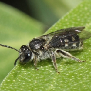 Lasioglossum (Chilalictus) sp. (genus & subgenus) at Acton, ACT - 14 Apr 2019 01:54 PM