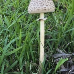 Chlorophyllum/Macrolepiota sp. (genus) at Mount Taylor - 7 Apr 2019 by PeterR