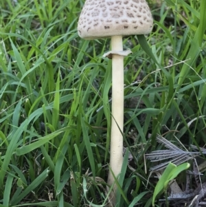 Chlorophyllum/Macrolepiota sp. (genus) at Kambah, ACT - 7 Apr 2019 02:23 PM