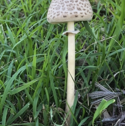 Chlorophyllum/Macrolepiota sp. (genus) at Mount Taylor - 7 Apr 2019 by PeterR