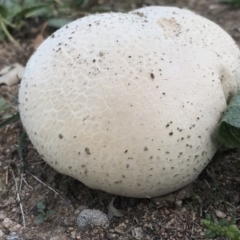 Calvatia sp. (a puffball ) at Mount Taylor - 7 Apr 2019 by PeterR