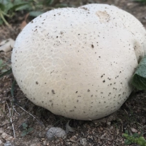 Calvatia sp. at Fisher, ACT - 7 Apr 2019 03:51 PM