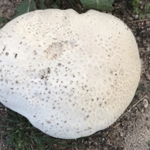 Calvatia sp. at Fisher, ACT - 7 Apr 2019