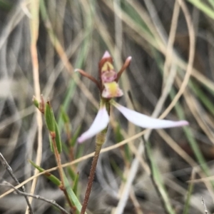 Eriochilus cucullatus at Cotter River, ACT - 14 Apr 2019