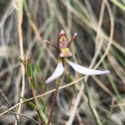 Eriochilus cucullatus (Parson's Bands) at Cotter River, ACT - 14 Apr 2019 by PeterR