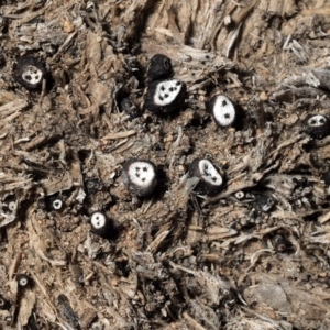 Poronia erici/punctata at Lyons, ACT - 14 Apr 2019 12:45 PM