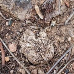 Poronia erici/punctata at Lyons, ACT - 14 Apr 2019 12:45 PM