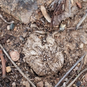 Poronia erici/punctata at Lyons, ACT - 14 Apr 2019 12:45 PM