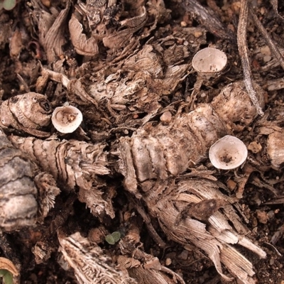 Crucibulum laeve at Oakey Hill - 13 Apr 2019 by Heino1