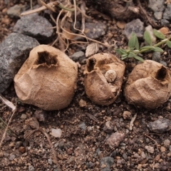 Bovista (A puffball) at Oakey Hill - 13 Apr 2019 by Heino1