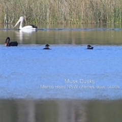 Biziura lobata (Musk Duck) at Meroo National Park - 11 Apr 2019 by Charles Dove
