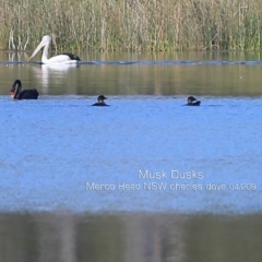 Biziura lobata (Musk Duck) at Bawley Point, NSW - 12 Apr 2019 by CharlesDove