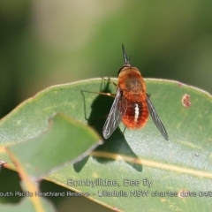 Bombyliidae sp. (family) (Unidentified Bee fly) at South Pacific Heathland Reserve - 12 Apr 2019 by Charles Dove
