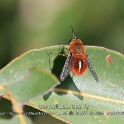 Bombyliidae (family) (Unidentified Bee fly) at Ulladulla, NSW - 12 Apr 2019 by Charles Dove