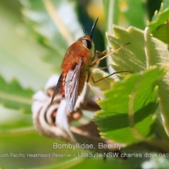 Bombyliidae (family) at Ulladulla, NSW - 13 Apr 2019