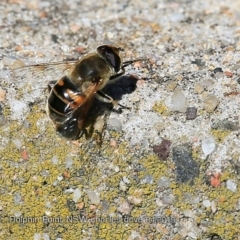 Eristalis tenax (Drone fly) at South Pacific Heathland Reserve - 12 Apr 2019 by Charles Dove