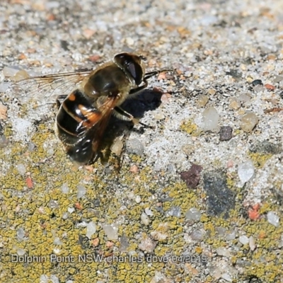 Eristalis tenax (Drone fly) at Ulladulla, NSW - 13 Apr 2019 by CharlesDove