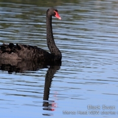 Cygnus atratus (Black Swan) at Bawley Point, NSW - 11 Apr 2019 by CharlesDove