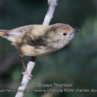 Acanthiza pusilla (Brown Thornbill) at South Pacific Heathland Reserve - 11 Apr 2019 by CharlesDove