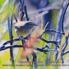 Hylacola pyrrhopygia (Chestnut-rumped Heathwren) at Ulladulla, NSW - 11 Apr 2019 by Charles Dove