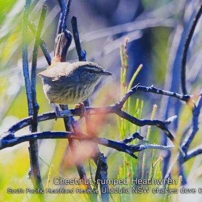 Hylacola pyrrhopygia (Chestnut-rumped Heathwren) at South Pacific Heathland Reserve - 10 Apr 2019 by Charles Dove