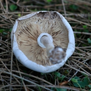 Agarics gilled fungi at Bawley Point, NSW - 12 Apr 2019