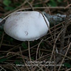 Agarics gilled fungi at Bawley Point, NSW - 12 Apr 2019 12:00 AM