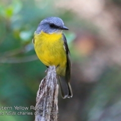 Eopsaltria australis (Eastern Yellow Robin) at Termeil, NSW - 12 Apr 2019 by CharlesDove