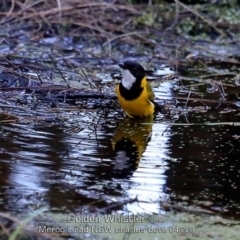 Pachycephala pectoralis (Golden Whistler) at Bawley Point, NSW - 11 Apr 2019 by Charles Dove