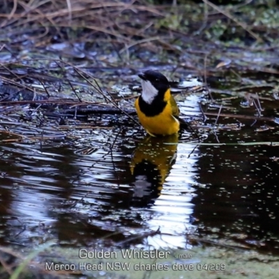 Pachycephala pectoralis (Golden Whistler) at Meroo National Park - 11 Apr 2019 by Charles Dove