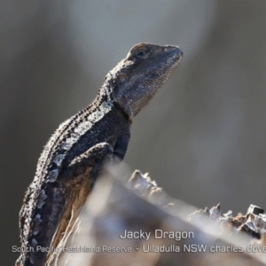 Amphibolurus muricatus at Ulladulla, NSW - 13 Apr 2019