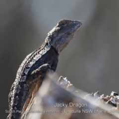 Amphibolurus muricatus (Jacky Lizard) at South Pacific Heathland Reserve - 12 Apr 2019 by CharlesDove