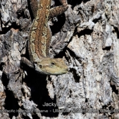 Amphibolurus muricatus at Ulladulla, NSW - 13 Apr 2019