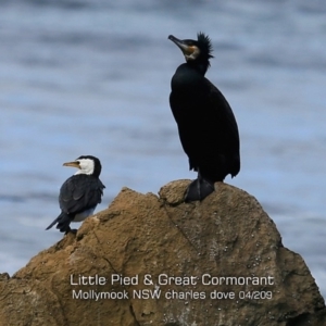 Phalacrocorax carbo at Mollymook, NSW - 14 Apr 2019