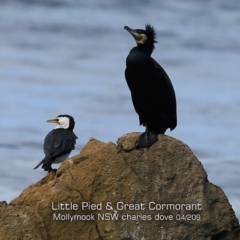 Microcarbo melanoleucos (Little Pied Cormorant) at Mollymook, NSW - 13 Apr 2019 by Charles Dove