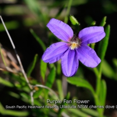 Scaevola ramosissima (Hairy Fan-flower) at South Pacific Heathland Reserve - 14 Apr 2019 by CharlesDove